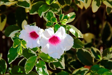 pink and white flower 