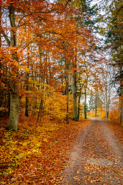 Beautiful colorful autumn leaf forest with a pathway covered with leafs.