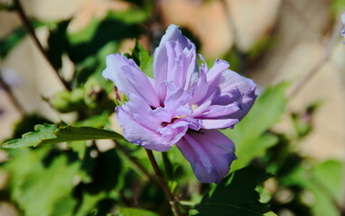 Obraz premium purple flowers in the garden