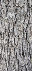 bark of a tree