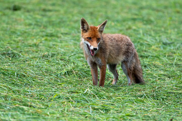 red fox vulpes standing in freshly mowed grass looking for food
