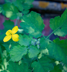 Blooming celandine is a powerful remedy against viruses.