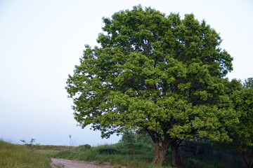 Obraz premium Big green oak with lush crown near country road in evening time