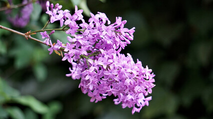 Blooming branch of pink-purple lilac Syringa microphylla on dark green blurred background. Selective focus on foreground. Place for your text.