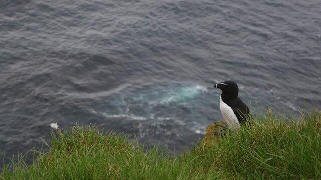 Razorbill sits on the edge of a cliff, Latrabjarg, Iceland