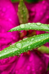 Regentropfen auf Blume Blüte Pink Lila Wasser Makro Natur