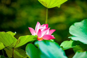 Red lotus in the garden