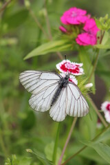 butterfly on flower