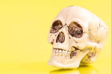 Artificial human skull on a colored background.