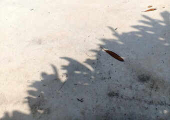 Shadow of a tree on a concrete floor