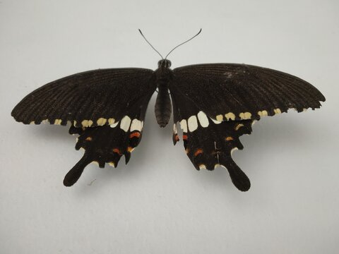 a black colred butterfly resting on a white wall, selective focus