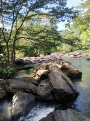 river in the forest in beatiful area