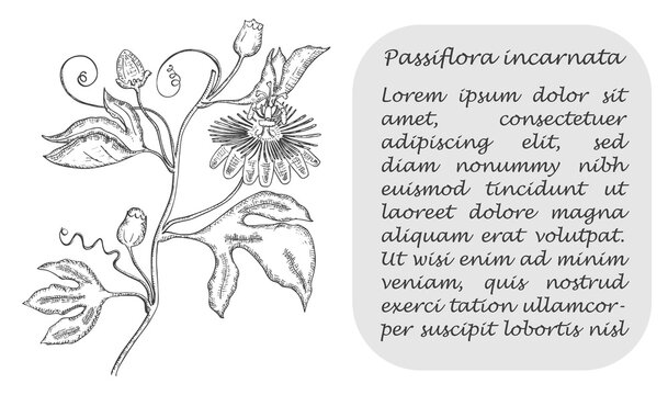 Banner with Black Maypop and Place for Text