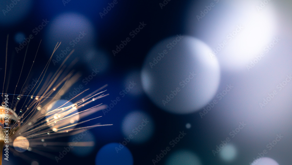 Wall mural abstract blurred nature background dandelion seeds parachute. abstract nature bokeh pattern