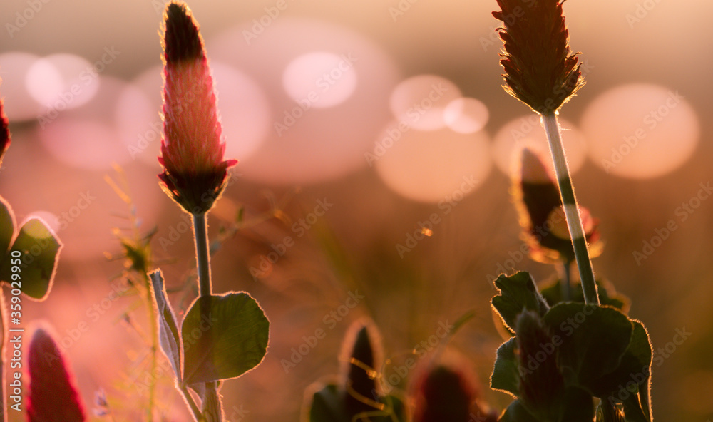 Wall mural abstract blurred nature background clover flower. abstract nature bokeh pattern