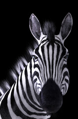 Fototapeta na wymiar Zebra Portrait Black Background