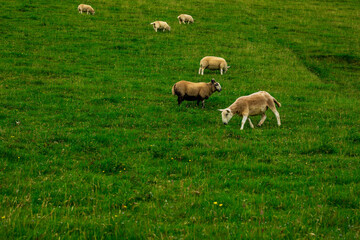 Obraz na płótnie Canvas Skye Sheep