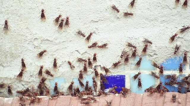 Red fly ants colony with wings on a concrete wall