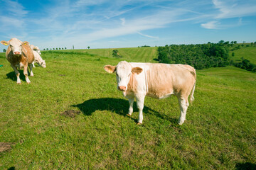 Cows graze in a green meadow on a sunny summer day