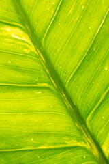 Closeup of green backlit leaf