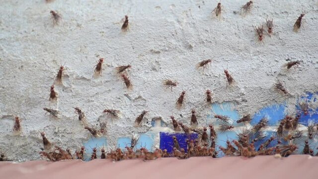 Red fly ants colony with wings on a concrete wall