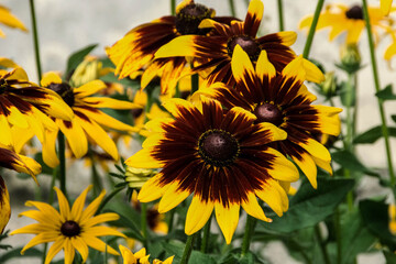 Obraz premium field of sunflowers
