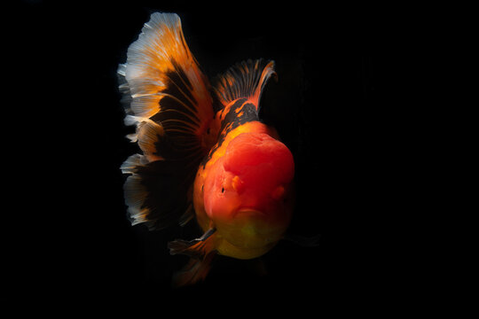 Many type of goldfish Ranchu , Ryukin , Oranda , Telescopes goldfish . Very cute and beautiful of natural art. Only one moment capture of movement .