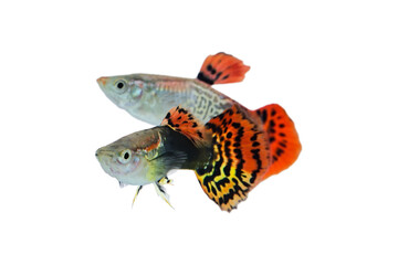 Guppy males isolated on a white background