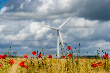 Photograph of poppy flowers with out of focus wind turbine on a cloudy background