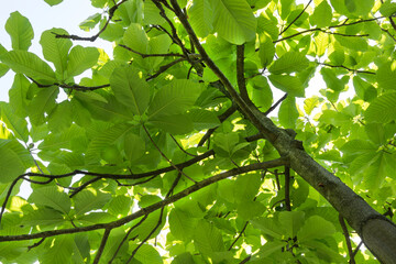 Tulip tree trunk with dense foliage and branches