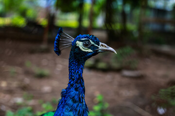 Obraz premium portrait of a peacock