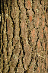 Closeup of bark pattern on a white pine tree trunk