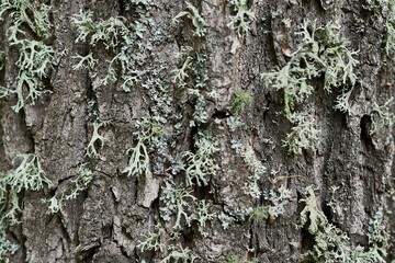 Close-up of a fragment of a trunk covered with pale green moss unusual texture