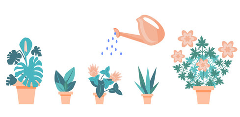 Watering home flowers from a watering can. Collection of domestic plants including monstera isolated on a white background. Vector illustration in flat style. Delicate composition of indoor plants.