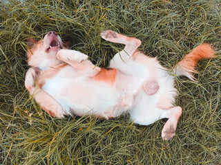 sleeping newborn baby
