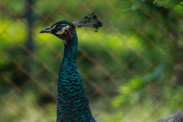 Obraz premium close up of peacock
