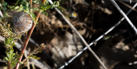 snail on a plant with blur background