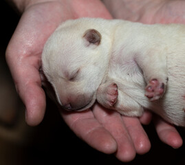 A newborn white puppy, in the hands of a man.