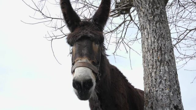Burro Zamorano Leones. Animales. 