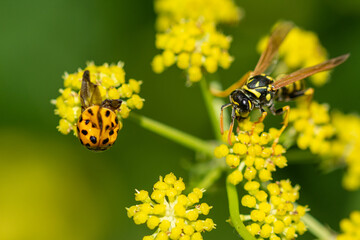 yellow wasp on a yellow flower sharing the space with a ladybug