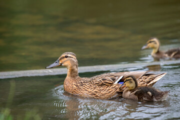 Close up Of A Mallard With Little Ones In The Water At Amsterdam The Netherlands 19 June 2020