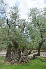 The oldest olive tree in Montenegro in the Mitrovica district, Bar city. Age more than 2000 years