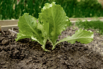 Seedlings of green lettuce in the garden.