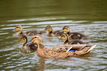 Close up Of A Mallard With Little Ones In The Water At Amsterdam The Netherlands 19 June 2020