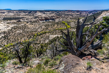 Fototapeta na wymiar A view of a ravine on the way to Bryce Canyon, Utah in Springtime