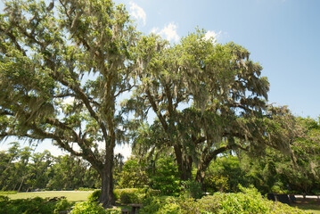 Live oak trees draped in Spanish moss in the low country of South Carolina.