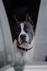 american staffordshire terrier