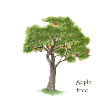 Watercolor Apple tree with fruit. Illustration