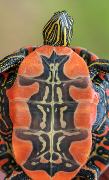 Closeup of the colorful shell pattern of a Painted Turtle
