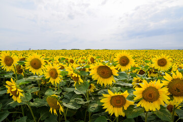 Sunflower field in Ozora town, Memanbetsu, Hokkaido, Japan.